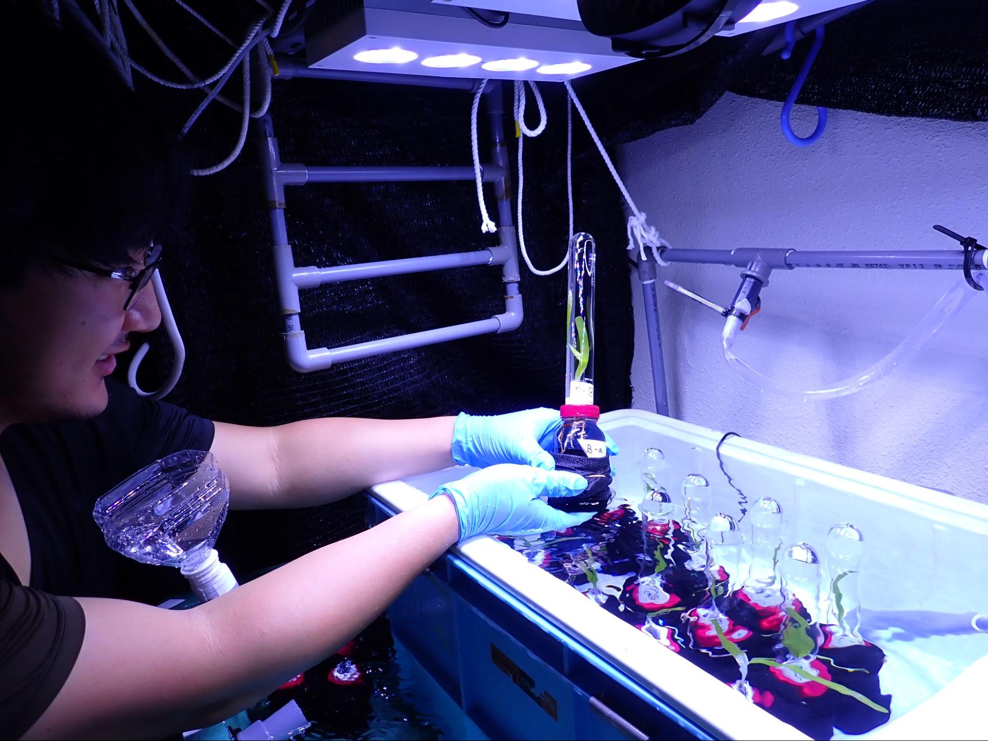 Seagrass incubation experiment